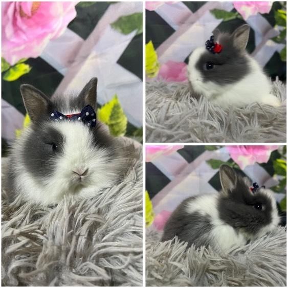 Karzełki Teddy Mini