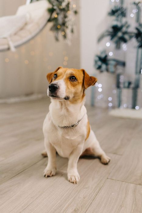 Вʼязка Jack Russell Джек Рассел