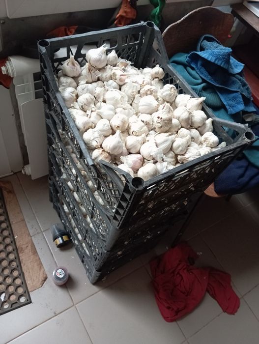 Часник домашній Полтава