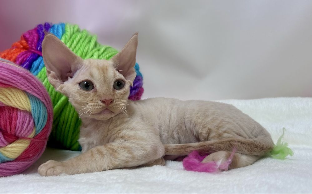 Słodki rudy kocurek devon rex, kot devon rex, FPL, FIFE