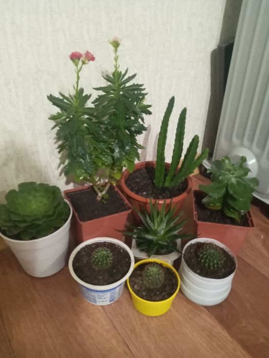 Кімнатні рослини