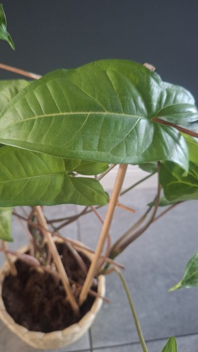 Kwiatek Syngonium