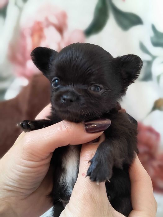 Chihuahua maleńki piesek