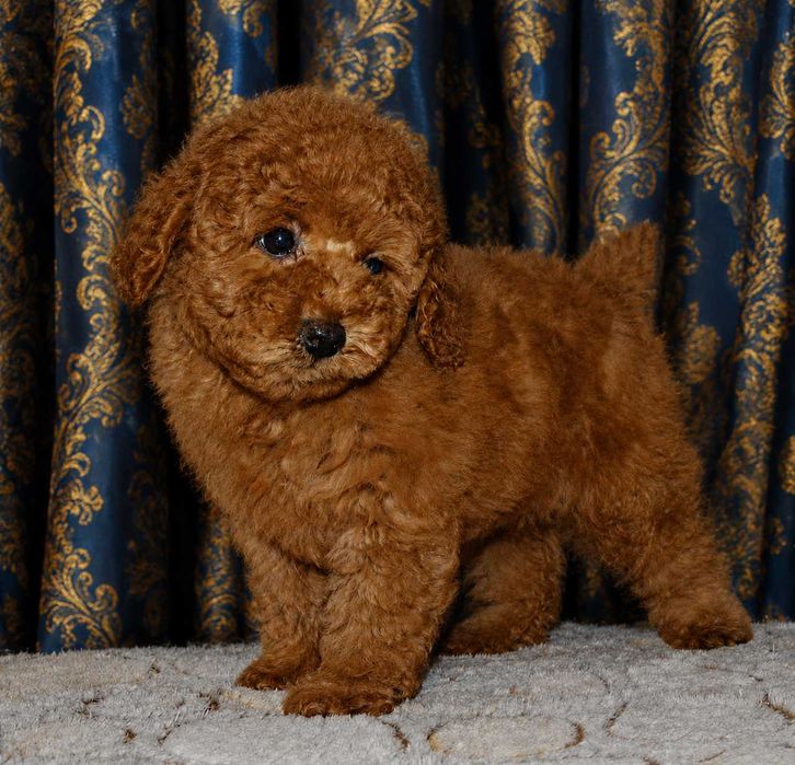 Той пудель. Мальчик в окрасе Ред.