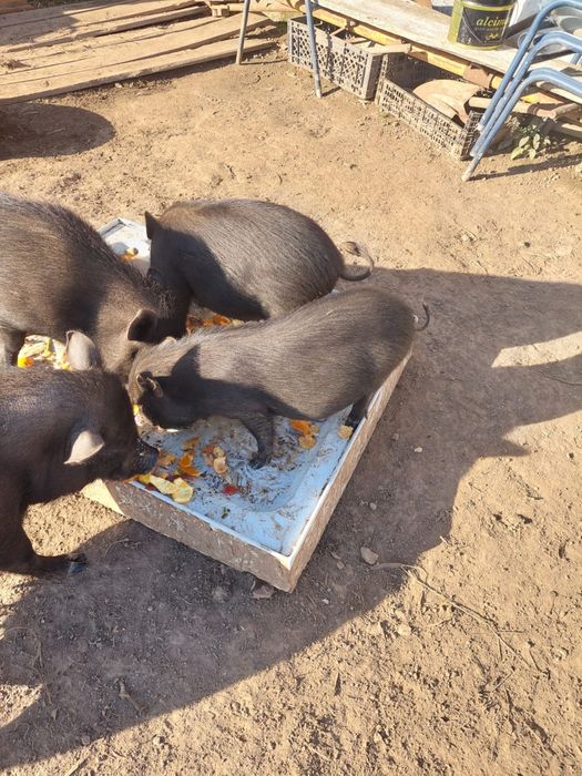 Vendo dois Porcos machos brancos