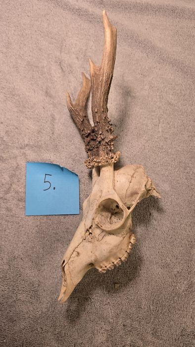 Poroże koziołka, trofeum myśliwskie