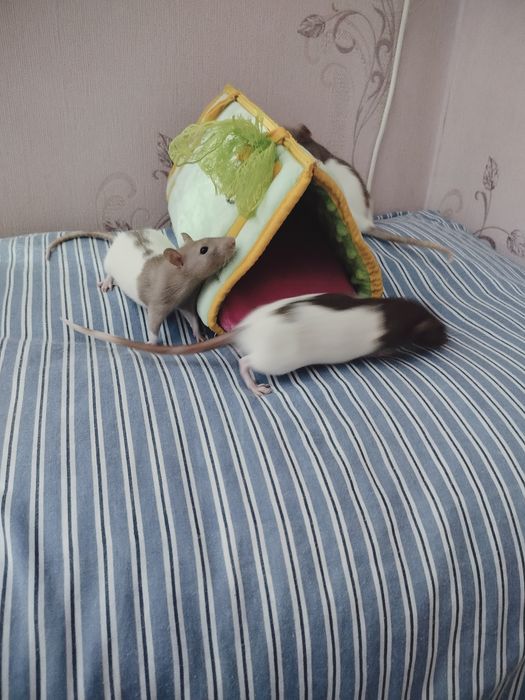 Пацючки дівчатка