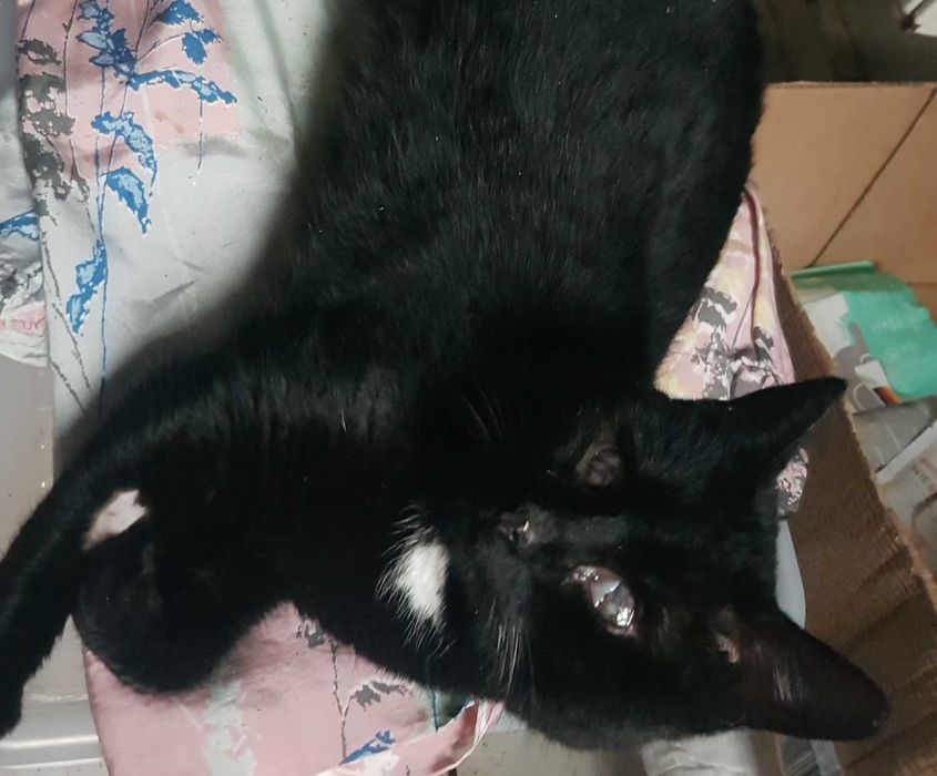 Bazylek kocurek do adopcji