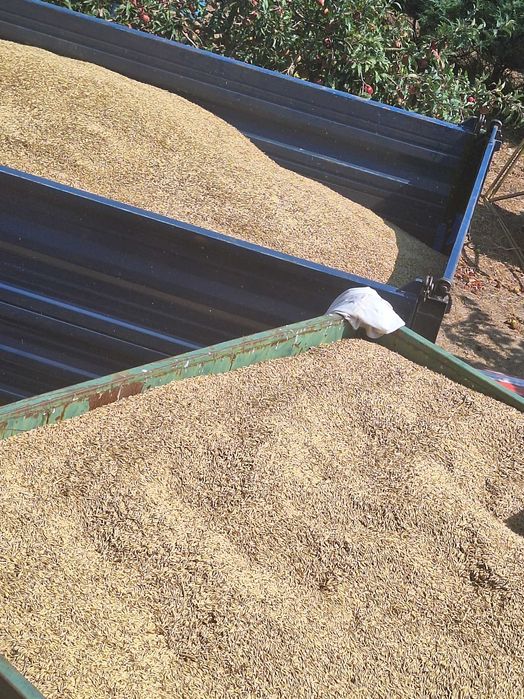 Sprzedam owies tegoroczny