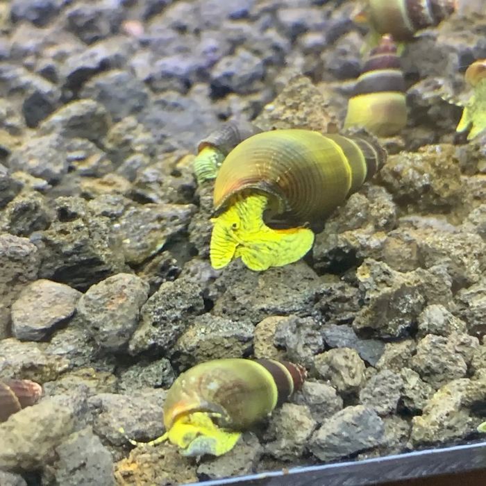 Caracol Tylomelania para aquario