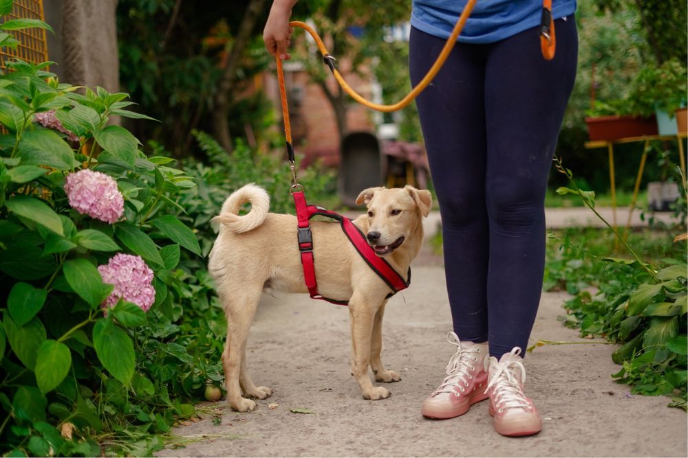 Невеличкий та розумний цуцик Майкі  в добрі руки!