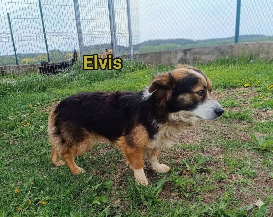 Elvis  do  adopcji