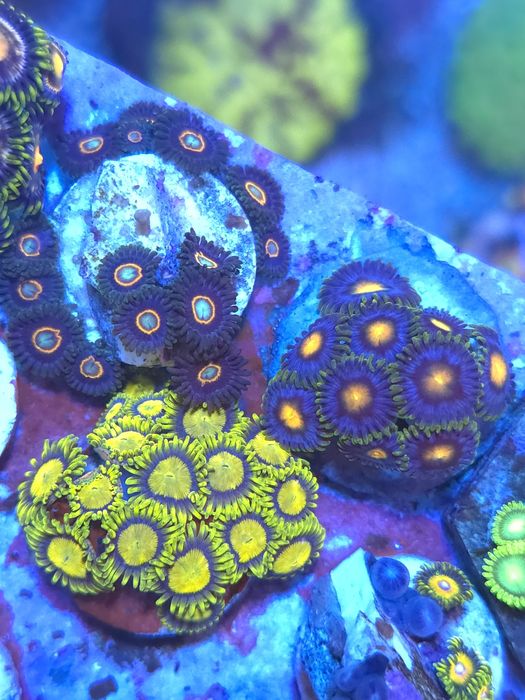 Frags de zoas, corais agua salgada