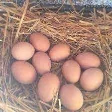 Ovos caseiros biológicos
