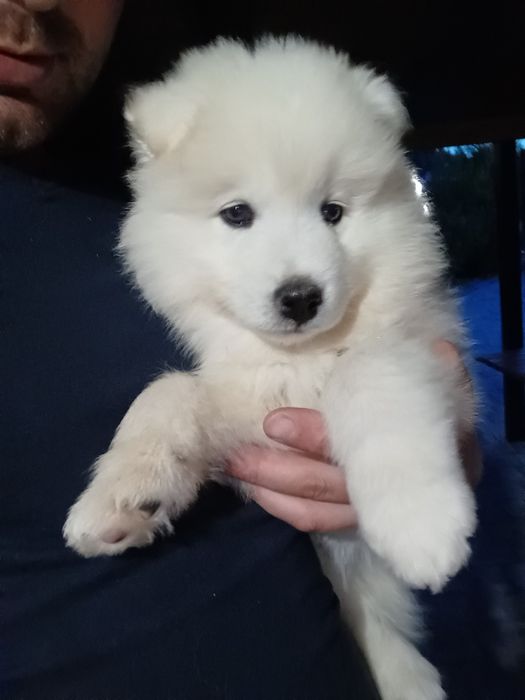 Samoyed ostatni szczeniak (samojed)