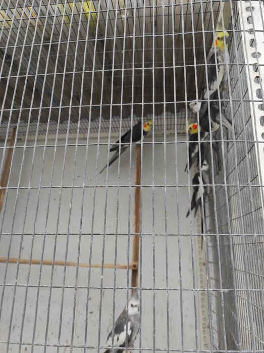 Caturras para dispensar