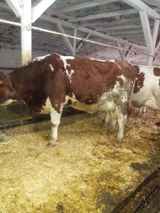 Продам телок на хозяйство!