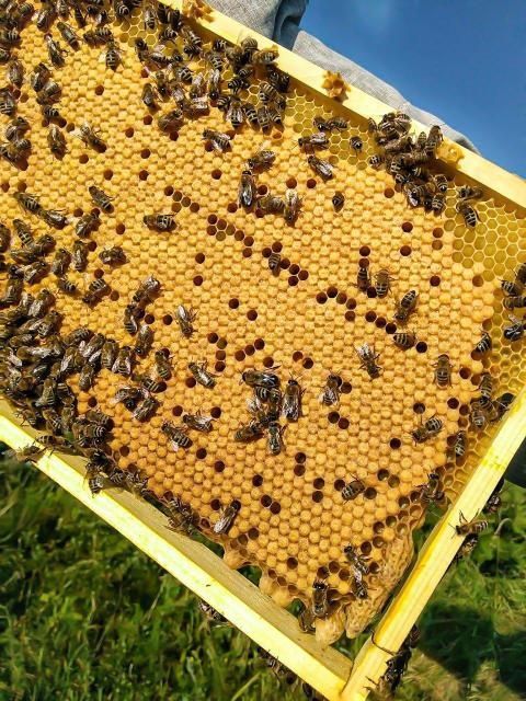 Продажам бджоло пакетів