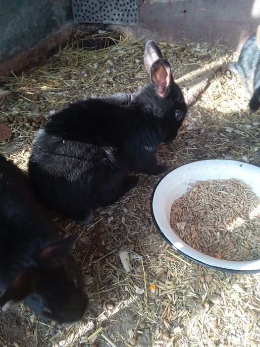 Кролики самец Аляска