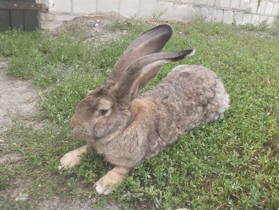 Samiec i Samica Belg