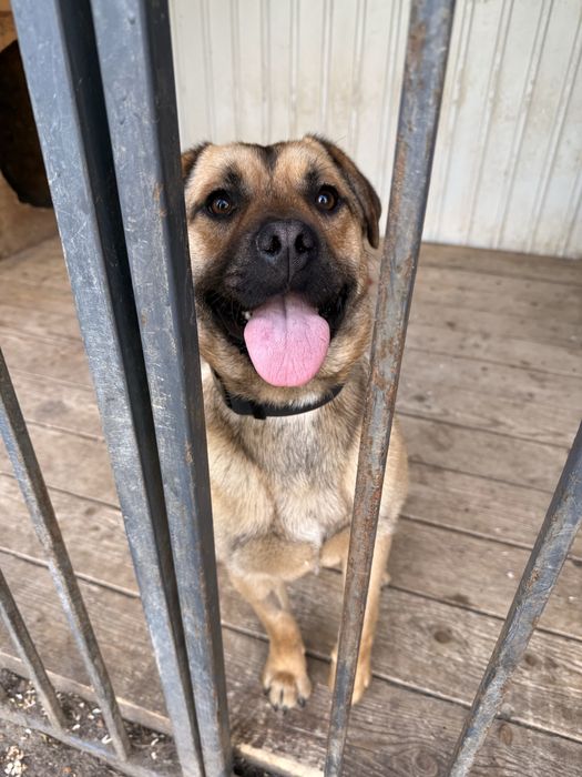 Зверніть будь ласка увагу на нього, йому дуже потрібна сімʼя!