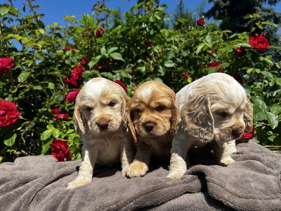 Cocker spaniel angielski
