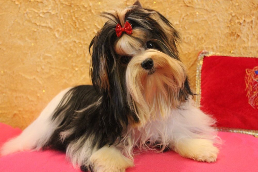 Mini samczyk do 1,50kg Biewer Yorkshire terrier.