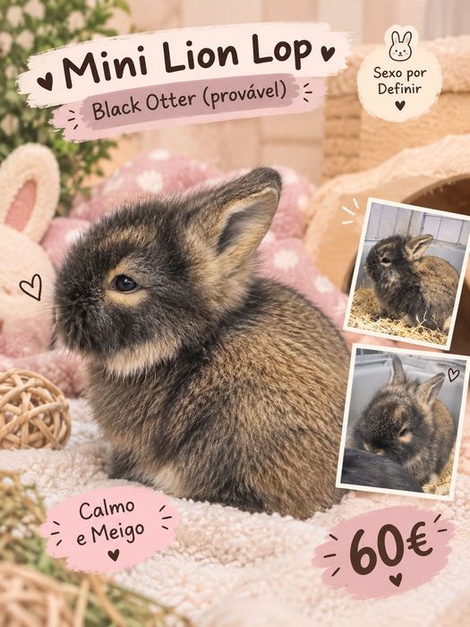 Coelhinho - Mix Mini Lop + Lionhead.
