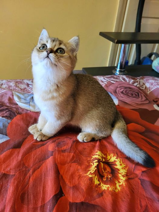 Класнючий хлопчик золота шиншилла.