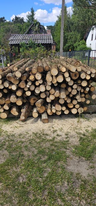 Gałęziówka sosnowa sucha