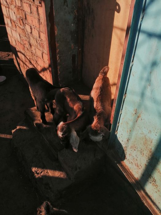 Англо-Нубийские козлята