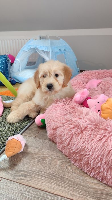 Goldendoodle f1 Doodle golden retriever badania genetyczne rodziców