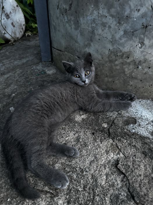 Продам кошеня   Британський прямовухий  хлопчик
