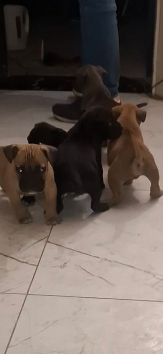 Szczeniaki do oddania