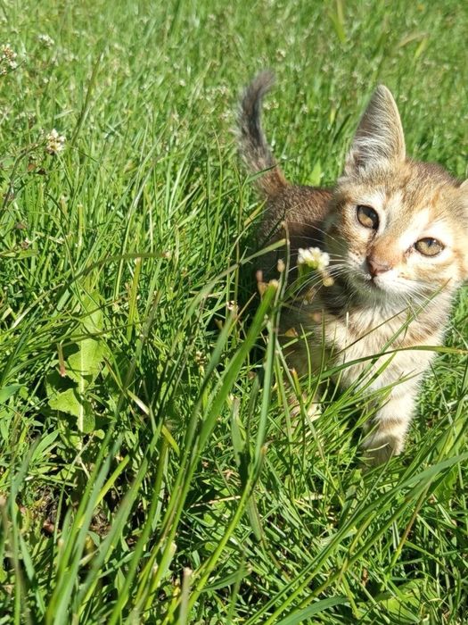 Віддам котиків в хороші руки