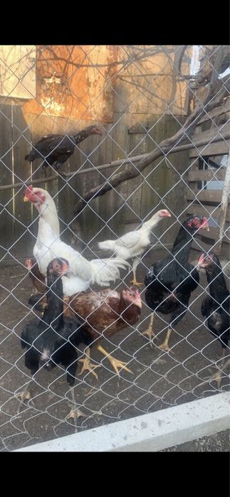 Продам инкубационные яйца кур О-шамо