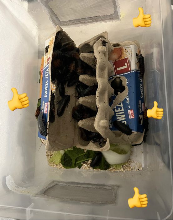 Barrier – Antyucieczka dla owadów i mrówek, 3 ml