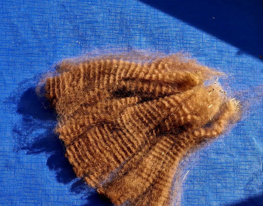 Cudowne samice Alpak na sprzedaż