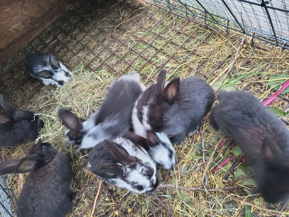 Króliki, króliczki. Młode około 2 miesiace