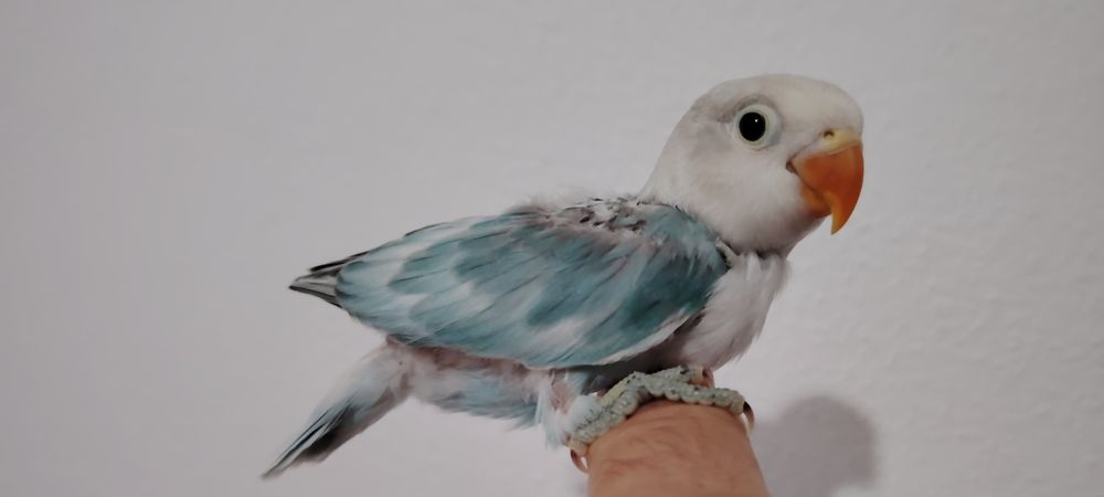 Agapornis Fischer , Blue Opalino.