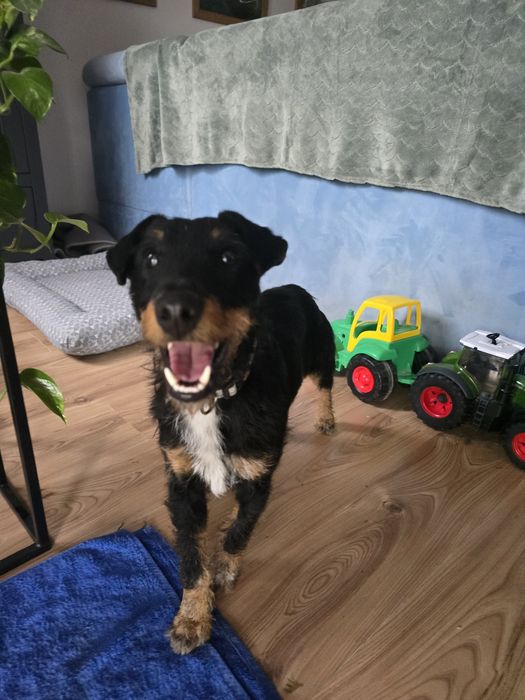 Młody psi gentleman szuka domu