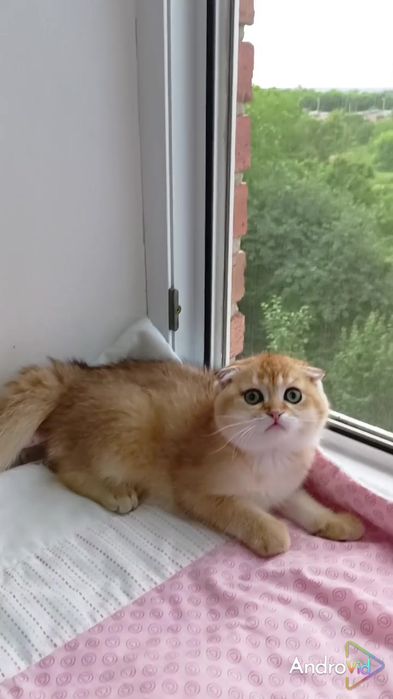 Шотландський висловухий котик золота шиншила