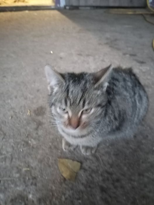 Małe kotki koloru szarego