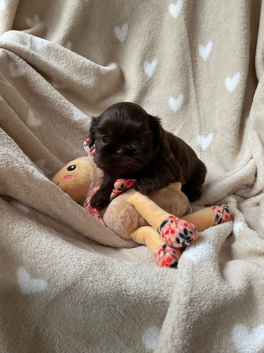 Shih tzu CzekoladowyPiesek