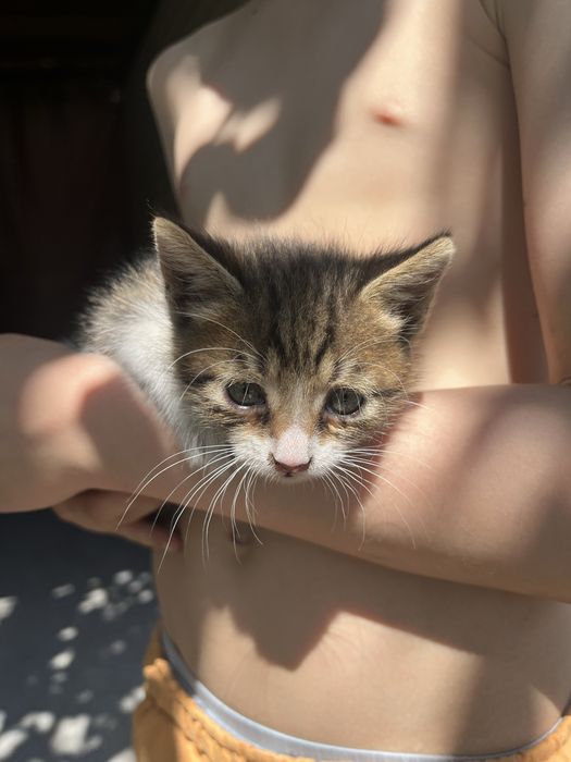 Кошенята котята 1,5 місяця (безкоштовно)