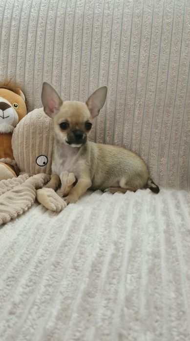 Chihuahua Lindíssima