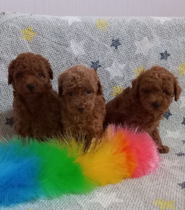 АКЦИЯ!!! Кудряшки мальчишки,пуделяшки, милашки.