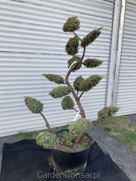 OZDOBA- Bonsai z jałowca chińskiego 'BLUE ALPS' - 170 cm
