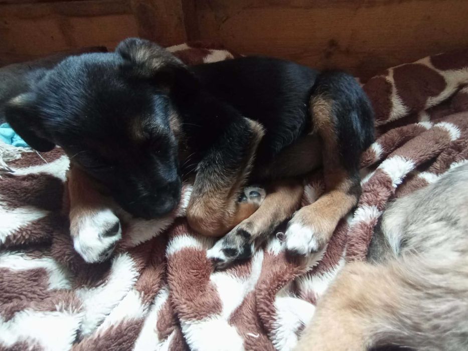 Misty – kiedy strach zamienia się w miłość