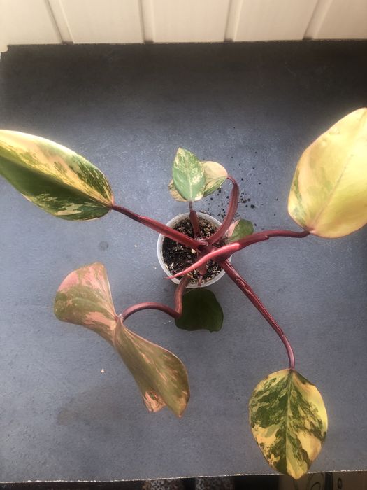 Філодендрон Ред Емеральд